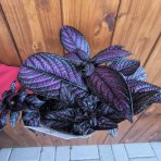 Perzský štít (Strobilanthes dyerianus) ‘METALLICA’ - výška 5-10 cm,⌀ 15-20 cm,  kont.P13